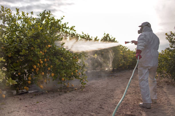 Best Local Pest Control Services  in Munster, IN