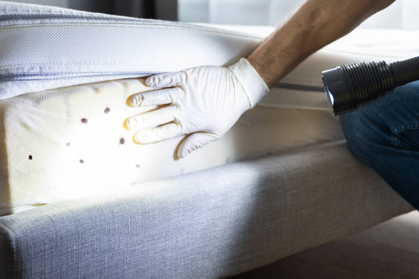 Best Bed Bug Extermination  in Munster, IN