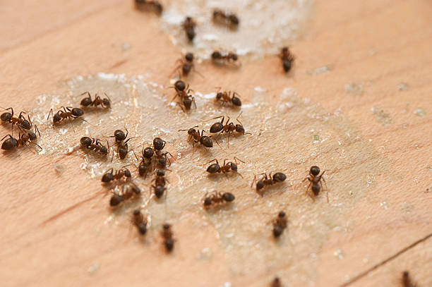 Best Affordable Pest Control Services  in Munster, IN